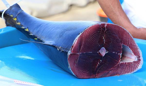 Haie zählen zwar zu den am stärksten belasteten Fischarten, allerdings dürften nur die Wenigsten von uns regelmäßig Hai servieren. Bei Thunfisch stehen die Chancen schon höher - allerdings gilt das nicht für die Filets aus der Dose, da sich die Giftstoffe überwiegend im Fett der Tiere ansammeln. (Bildquelle: Wikimedia / Ratki)
