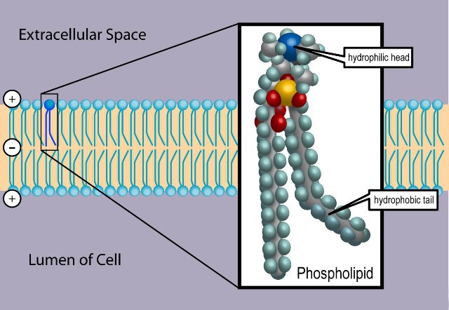 Phospholipide wie Phosphatidylserin, Phosphatidylcholin und Phosphatidylinositol übernehmen wichtige Funktionen im Körper: Sie sind Bestandteil der Zellmembranen und grenzen damit das Innere der Zelle von seiner Umgebung ab. Darüber hinaus spielen einige von ihnen bei der Signaltransdunktion ("Übermittlung") und der Synthese von Prostaglandinen eine wichtige Rolle. (Bildquelle: Wikimedia / Ties van Brussels)