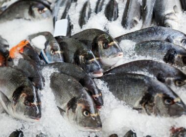 Schadstoffbelastung in Fischen & Meerestieren: Quecksilber, PCBs, Dioxine & DDT