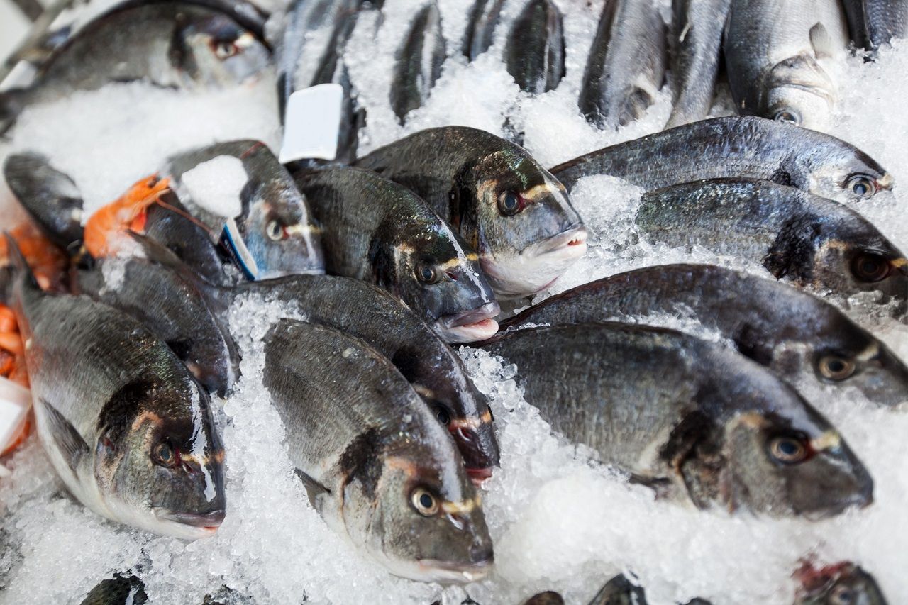 Schadstoffbelastung in Fischen & Meerestieren: Quecksilber, PCBs, Dioxine & DDT