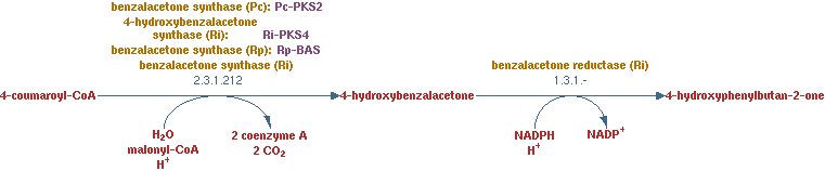 Biosynthese von Himbeerketonen 