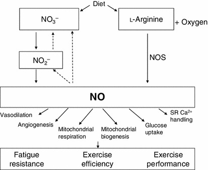 Das Signalmolekül NO spielt nicht nur in der kardiovaskulären Gesundheit eine wichtige Rolle. Es steht auch in dem Zusammenhang die Leistungsfähigkeit zu verbessern (z.B. durch eine bessere Durchblutung und Sauerstoffversorgung der arbeitenden Muskulatur). (Bildquelle: Jones, 2014)