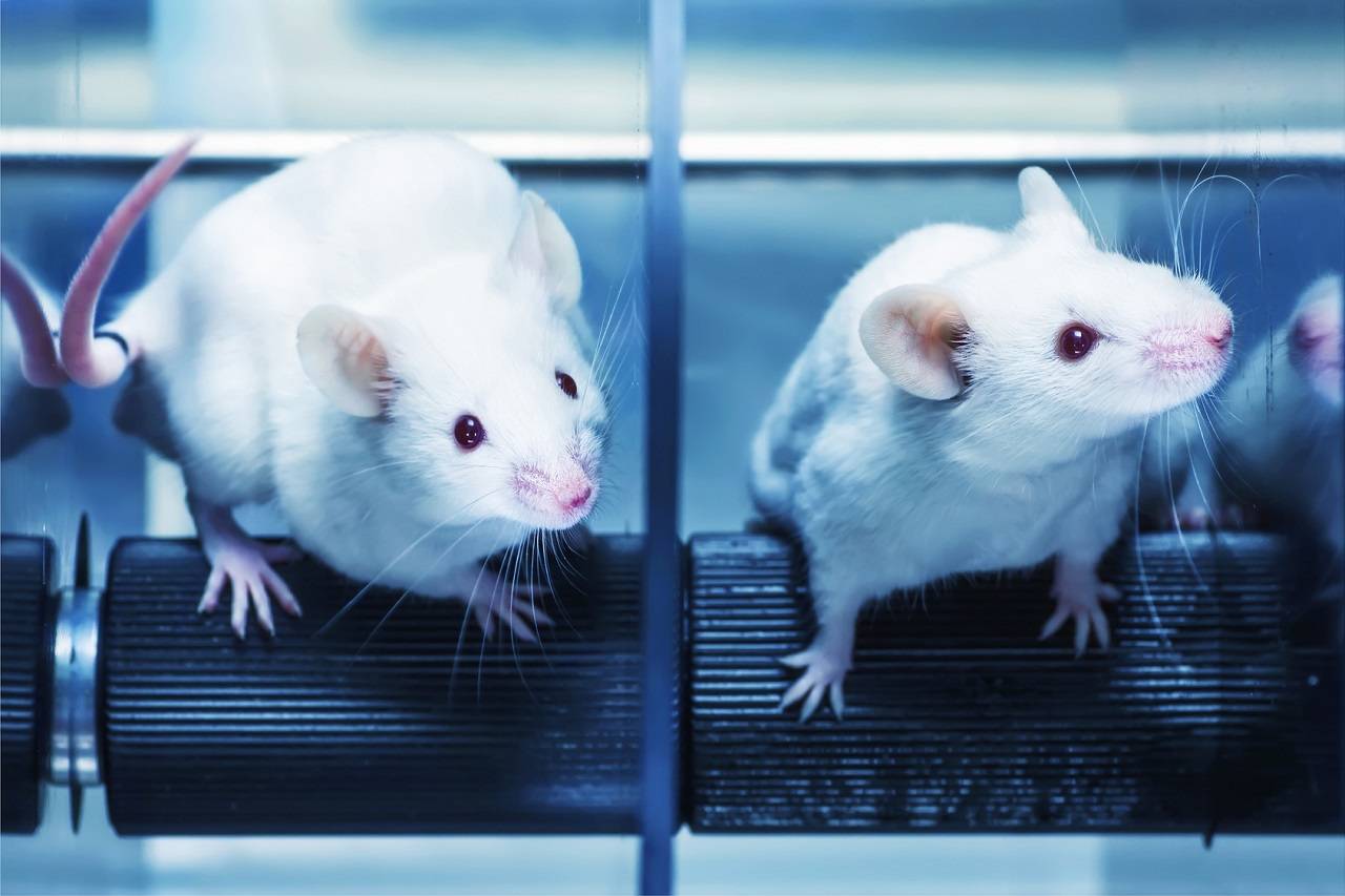 Dosierung aus Studien von Tier auf Mensch umrechnen (Human Equivalent Dose) | Studien Review