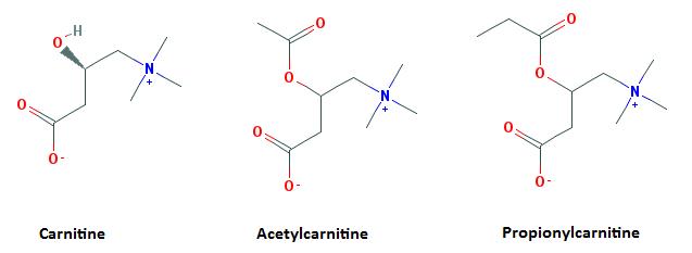 ungssteigernde Supplemente - Acetyl-L-Carnitin (ALCAR) | Studienlage, Praxis & Einnahme