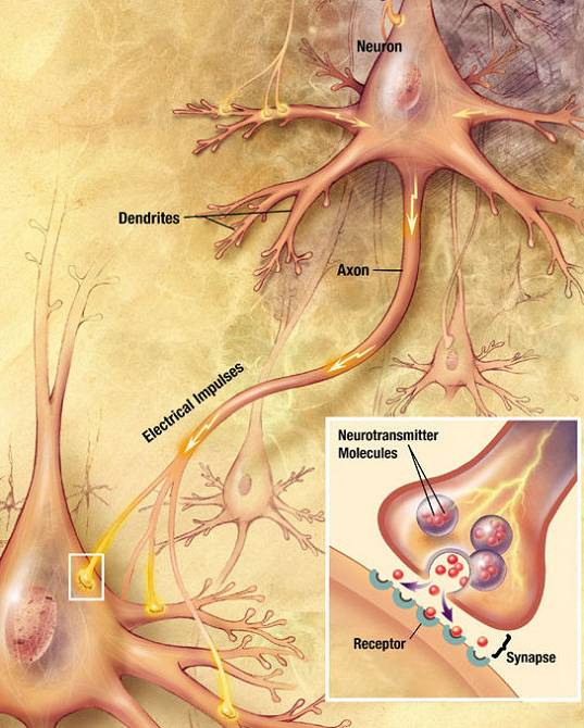 Botenstoffe, sogenannte „Neurotransmitter“ sind für die Signalübertragung im Gehirn verantwortlich. Sie werden in den Synapsen ausgechüttet und sorgen dafür das elektrische Signal weitergeleitet werden können (um an Punk X einen bestimmten Effekt auszulösen)(Quelle: Wikimedia.org; Looie496)