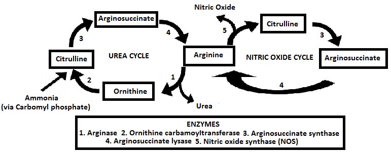 Leistungssteigernde Supplemente - Arginin Alpha-Ketoglutarat (AAKG)? | Wirkung & Studienlage
