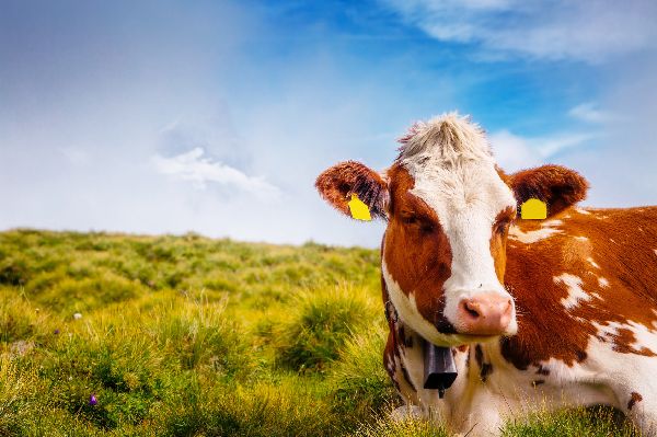 Noch immer das Testosteronlebensmittel schlechthin: Rindfleisch von grasgefütterten Tieren aka Weidefleisch.