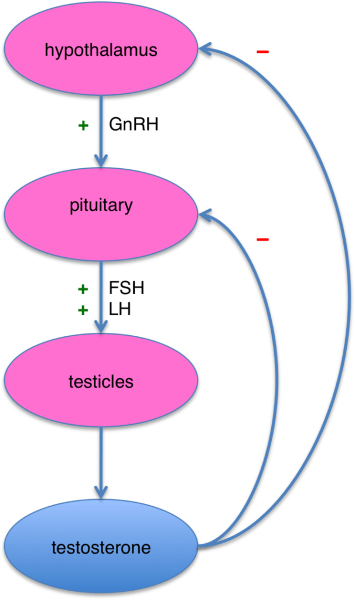 Die HPT-Achse: Über den Hypothalamus zur Hirnanhangsdrüse bis zu den Testikeln. So wird Testosteron gemacht!