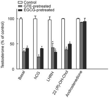 Die In Vitro Studie zeigt die Auswirkungen einer Vorbehandlung (15 Minuten) der Ledydig-Zwischenzellen mit Grüntee-Textrakt (GTE) und dem dominierenden Grüntee-Katechin Epigallocatechingallat (EGCG) auf die Testosteronproduktion eine Stunde später. Man kann hier deutlich den prozentualen Abfall des Testosterons sehen (weiße Vs. farbige Balken).