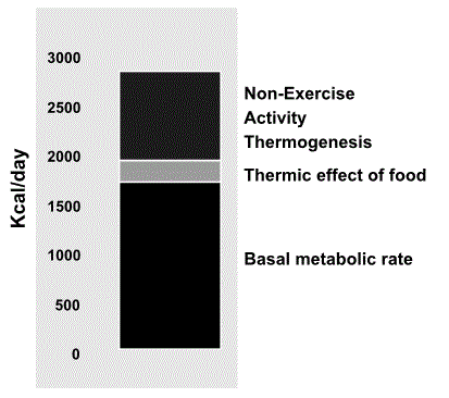 Der tägliche Gesamt-Energieverbrauch, aufgeteilt nach Komponenten, in Individuen mit einem überwiegend sitzenden Lebensstil (kein Sport, also auch kein EAT).