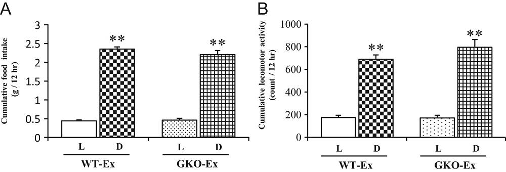 Nahrungsaufnahme, körperliche Aktivität und Aktivität im Laufrad mit ad libitum Nahrungszufuhr. Die kumulative Nahrungszufuhr (A) und körperliche Aktivität (B) wurden nach Hell- (L) und Dunkelperiode gruppiert. WT-Ex = Normale, gesunde Mäuse; GKO-Ex = Mäuse, in denen Ghrelin deaktiviert wurde. WT (n = 8); GKO (n = 8); L = Helle Periode; D = Dunkle Periode. **P < 0,01 versus Lichtperiode in jedem Genotyp von Mäusen