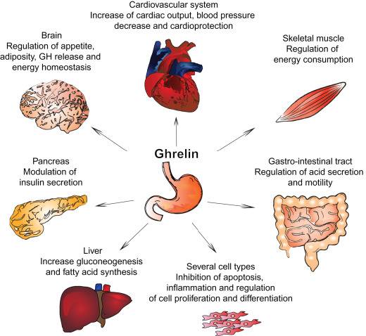 Die wichtigsten physiologischen Funktionen von Ghrelin in verschiedenen Organen. Ghrelin wirkt sich auf mehrere periphere Gewebe aus - darunter die Bauchspeicheldrüse, das Gehirn, das Herz, den Skelettmuskel, den Magen-Darm-Trakt und die Leber. Ghrelin verhindert zudem die Apoptose (Zelltod), Entzündungen und bewirkt die Zellproliferation oder -differenzierung verschiedener Zelltypen.