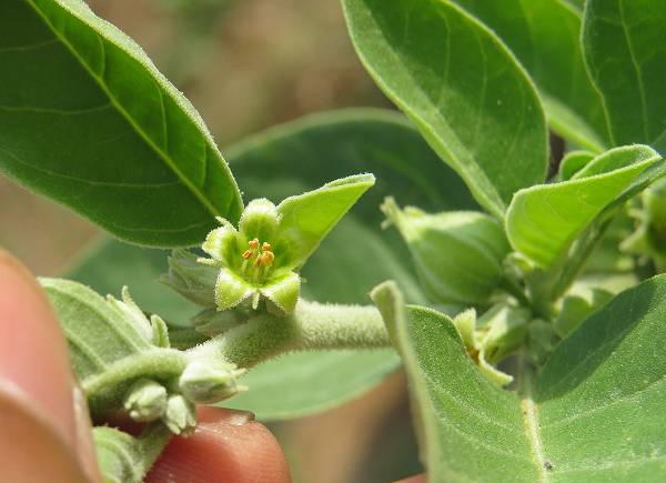 In der traditionellen, indischen Medizin wird Ashwagandha seit vielen Jahrtausenden zur Behandlung verschiedenster Gebrechen eingesetzt. Die strukturelle Ähnlichkeit der darin enthaltenen, bioaktiven Stoffe den im Ginseng enthaltenen Ginsenosiden hat ihm den Beinahmen „indischer Ginseng“ eingebracht.