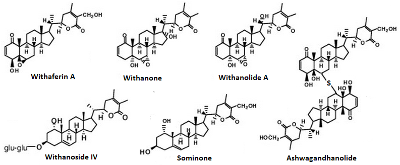 Ashwagandha enthält zahlreiche bioaktive Stoffe, darunter Withanolide und Glycoside, die maßgeblich für die beobachtete, positive Wirkung verantwortlich gemacht werden.