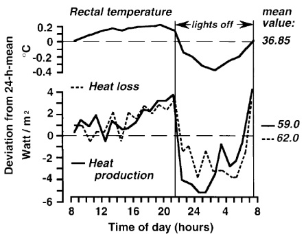 Zirkadiane Muster der Körperkerntemperatur (CBT), der Wärmeproduktion und des Wärmeverlustes (neu gezeichnet von Aschoff, zirkadiane Kontrolle der Körpertemperatur55) (Durchschnittsalter von acht Frauen, 22-26 Jahre, aufgenommen während der Lutealphase bei einer Umgebungstemperatur von 281°C, nackt, in Rückenlage im Bett). Anmerkung: Die CBT nimmt ab, wenn der Wärmeverlust die Wärmeproduktion übersteigt. (Bildquelle: Kräuchi et al., 2007)
