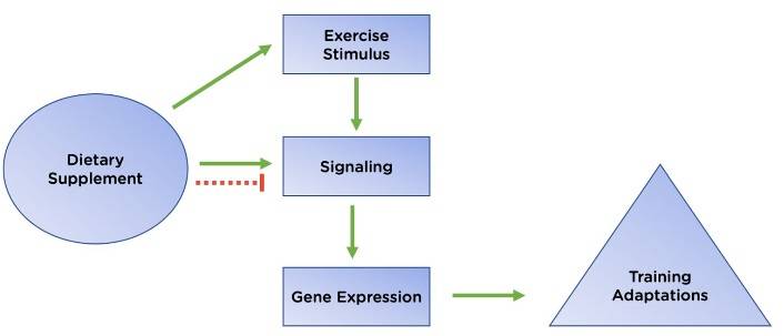 Möglicher Impact von Nahrungsergänzungsmitteln auf die Anpassung an das (Ausdauer-)Training. Grüne durchgezogene Linie: positive Wirkung; rote gestrichelte Linie: hemmende Wirkung.