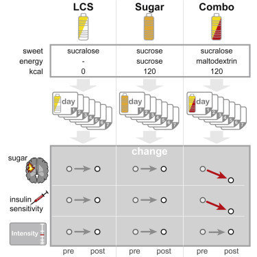 Zusammenfassung des Studienergebnisses. LCS = Nur Sucralose im Getränk; Sugar = Nur Haushaltszucker im Getränk; Combo = Sucralose + Maltodextrin im Getränk.