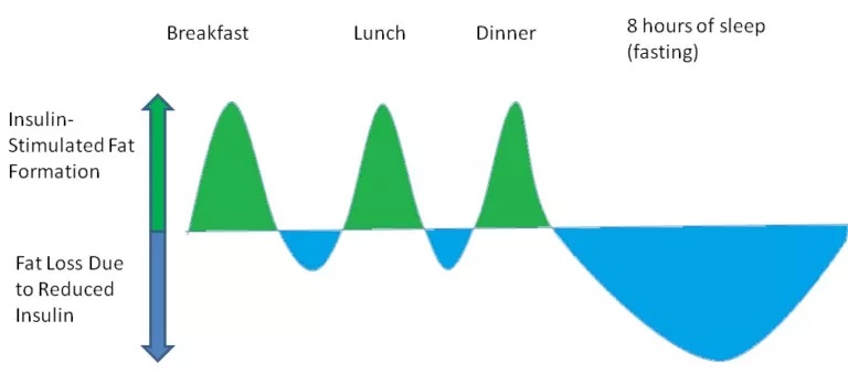 Schematische Darstellung der Balance zwischen Lipogenese (gründe Fläche) und Lipolyse (blaue Fläche). (Bildquelle: Krieger, 2018).