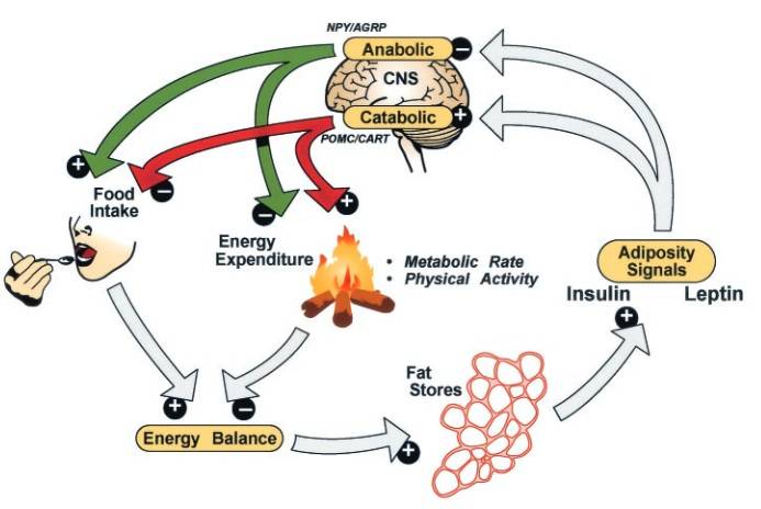 Negativ-Feedback-Modell zur Regulierung des Körperfettanteils: Leptin und Insulin sind Signale, die im Verhältnis zur Körperfettleibigkeit zirkulieren und im Hypothalamus katabolische (z.B. POMC/CART) und anabolische (z.B. NPY/AgRP) Effektoren stimulieren und hemmen. Diese Wege haben gegensätzliche Auswirkungen sowohl auf die Energieaufnahme, als auch auf den Energieverbrauch - und damit auf die Menge des im Körper als Fett gespeicherten Brennstoffs. Gewichtsverlust durch Kalorienreduktion senkt den Insulin- und Leptinspiegel, was wiederum anabole und katabole Effektoren aktiviert und hemmt und dadurch die Erholung des verlorenen Gewichts fördert. (Bildquelle: Schwartz et al., 2003)