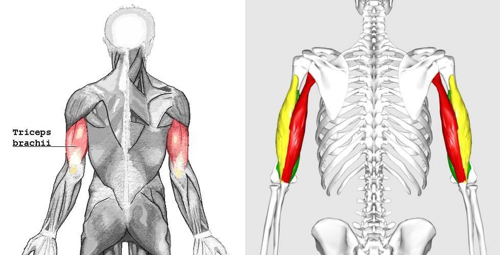 Der Musculus triceps brachii („dreiköpfiger Armmuskel“) – oftmals nur als Trizeps bezeichnet – besteht aus drei Muskelköpfen, dem langen Muskelkopf (rot), dem medialen Muskelkopf (grün) und dem lateralen Muskelkopf (gelb). Diese Tatsache hat weitreichende Konsequenzen, wenn es um ein optimales (Wachstums-)Training geht. (Bildquelle: Wikimedia.org / Användare:Chrizz ; CC Lizenz 3.0 & Anatomography, CC Lizenz 2.1)