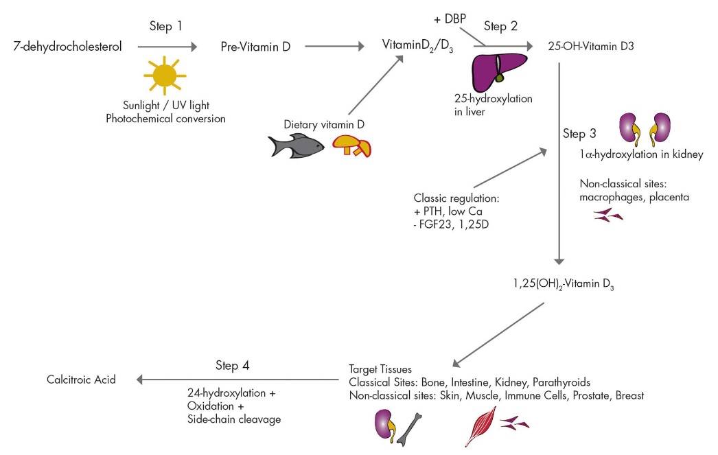 Von der Sonne zum aktiven Vitamin D: Der Stoffwechselpfad. (Bildquelle: Girgis et al., 2013)