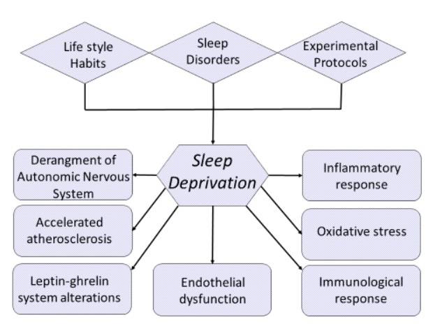 Schlafentzug kann auf Lebensgewohnheiten, Schlafstörungen und experimentelle Schlafprotokolle zurückzuführen sein. Unabhängig von der Ursache aktiviert der Schlafentzug mehrere physiopathologische Vorgänge, wie z. B. die Dysfunktion des autonomen Nervensystems, die Dysfunktion des Endothels, erhöhte Entzündungs-, Gerinnungs- und oxidative Stressreaktionen, sowie die Deregulierung der Hormonsekretion. Alle diese Veränderungen werden für den Zusammenhang zwischen Schlafentzug und kardiovaskulären Störungen verantwortlich gemacht. (Bildquelle: Tobaldini et al., 2017)