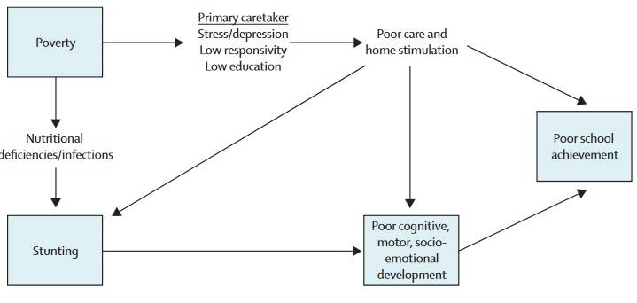 Hypothesen über den Zusammenhang zwischen Armut, Wachstumshemmung (Stunting), kindlicher Entwicklung und schulischen Leistungen. (Bildquelle: Grantham-McGregor et al., 2007)