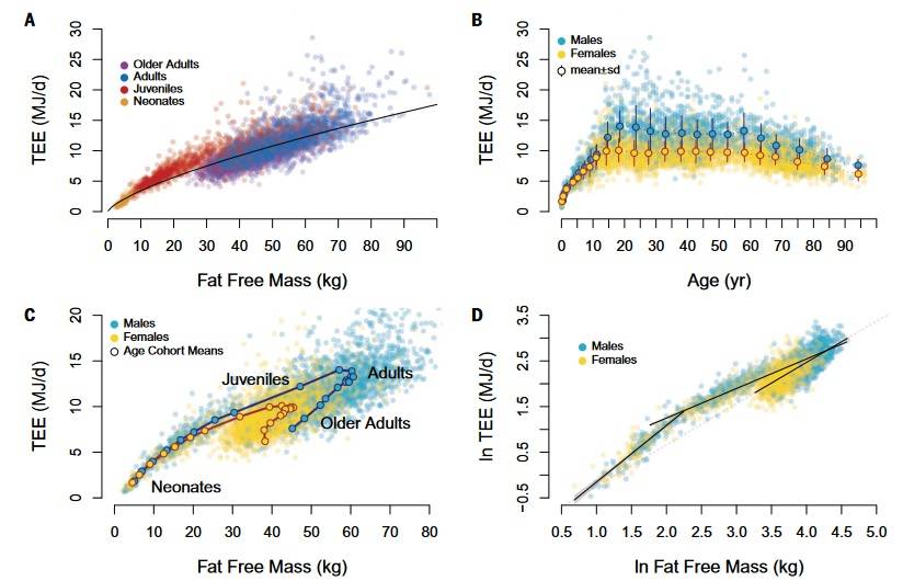 Gesamten-Energieverbrauch (TEE) im Verlauf des menschlichen Lebens: (A) Der TEE steigt mit der fettfreien Masse (FFM) in einer Potenzgesetzform an, aber die Altersgruppen gruppieren sich unterschiedlich um die Trendlinie. Die schwarze Linie zeigt TEE = 0,677FFM0,708. Bestimmungskoeffizient (R2) = 0,83; P < 0,0001 (Tabelle S2). (B) Der Gesamt-Energieverbrauch steigt in der Kindheit an, ist im Erwachsenenalter stabil und nimmt im Alter ab. Dargestellt sind die Mittelwerte ± SD für die Alters- und Geschlechtskohorten. (C) Die Mittelwerte der Kohorten nach Alter und Geschlecht zeigen eine deutliche Progression des Gesamtverbrauchs und der fettfreien Masse im Laufe des Lebens. (D) Neugeborene, Jugendliche und Erwachsene weisen unterschiedliche Beziehungen zwischen fettfreier Masse und Ausgaben auf. Die gestrichelte Linie, die aus der Regression für Erwachsene extrapoliert wurde, entspricht in etwa der Regression, die zur Berechnung der bereinigten Gesamtausgaben verwendet wurde. (Bildquelle: Pontzer et al., 2021)