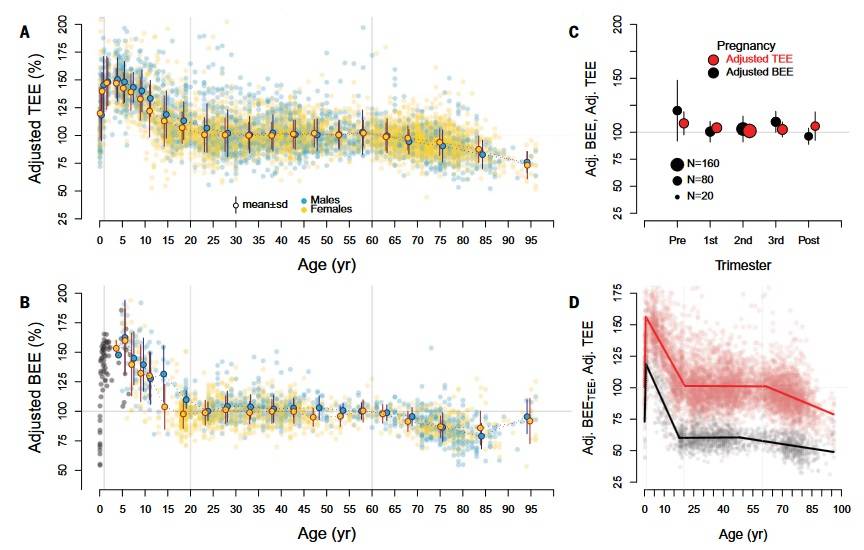Fettfreie Masse und fettmassenbereinigte Verbrauchsgrößen im Laufe des Lebens: Dargestellt sind die Mittelwerte der einzelnen Probanden und der Alters- und Geschlechtskohorte ± SD. Sowohl für (A) den Gesamt-Energieverbrauch (bereinigte TEE), als auch für (B) den Basal-Energieverbrauch (bereinigte BEE) beginnt der bereinigte Verbrauch in der Nähe des Erwachsenenniveaus (~100 %), steigt aber im ersten Jahr schnell auf ~150 % an. Der bereinigte Verbrauch sinkt im Alter von etwa 20 Jahren auf das Niveau von Erwachsenen und nimmt dann bei älteren Erwachsenen wieder ab. Die Basisausgaben für Säuglinge und Kinder, die nicht in der DLW-Datenbank enthalten sind, sind in grau dargestellt. (C) Schwangere Mütter weisen einen bereinigten Gesamt- und Grundausgaben auf, der denen von Erwachsenen ähnelt, die sich nicht fortpflanzen (Pre = vor der Schwangerschaft; Post = 27 Wochen nach der Entbindung). (D) Segmentierte  Regressionsanalyse des bereinigten Gesamtverbrauchs (rot) und des bereinigten Basalverbrauchs (schwarz) (berechnet als Anteil am Gesamtverbrauch, Adj. BEETEE) zeigt eine Spitze im Alter von ~1 Jahr, ein Erwachsenenniveau im Alter von ~20 Jahren und einen Rückgang im Alter von ~Alter von 60 Jahren. (Bildquelle: Pontzer et al., 2021)