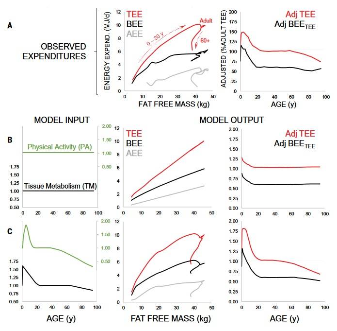 Modellierung des Beitrags der körperlichen Aktivität und des gewebespezifischen Stoffwechsels zum täglichen Verbrauch. (A) Der beobachtete Gesamtverbrauch (TEE; rot), Basalverbrauch (BEE; schwarz) und Aktivitätsverbrauch (AEE; grau) zeigen altersbedingte Schwankungen in Bezug auf die fettfreie Masse (Abb. 1C), die auch in den bereinigten Werten (Abb. 2D) deutlich werden. (B) Diese Alterseffekte treten in Modellen, die von einer konstanten körperlichen Aktivität (PA; grün) und gewebespezifischen Stoffwechselrate (TM; schwarz) über den Lebensverlauf ausgehen, nicht auf. (C) Wenn die körperliche Aktivität und der gewebespezifische Stoffwechsel den aus der Beschleunigungsmessung bzw. dem bereinigten Grundumsatz ersichtlichen Trajektorien im Lebensverlauf folgen, sind die Modellergebnisse ähnlich wie der beobachtete Verbrauch. (Bildquelle: Pontzer et al., 2021)