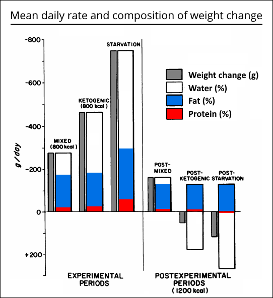 Durchschnittliche, tägliche Rate und Zusammensetzung der Gewichtsveränderung bei fettleibigen Probanden während der experimentellen und postexperimentellen Periode. (Bildquelle: Myoleanfitness.com; adaptiert nach Yang & Van Itallie, 1976)