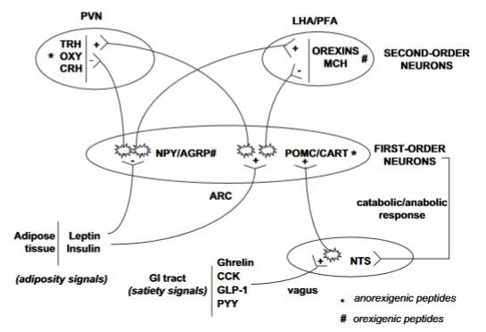 Schematische Darstellung der wichtigsten Signalpfade im Gehirn, die an der Regulation des Essverhaltens beteiligt sind. ARC = Nucleus arcuatus; NTS = Nucleus des Tractus solitaire; CCK = Cholecystokinin; GLP-1 = Glucagon-like Peptide 1; PYY = Peptid YY. PVN = Paraventrikulärer Nukleus; LHA = Lateraler hypothalamischer Bereich; PFA = Perifornischer Bereich; NPY = Neuropeptid Y; AGRP = Agouti-verwandtes Peptid = POMC, Pro-Opiomelanocortin = CART, kokain- und amphetaminreguliertes Transkript; CRH = Corticotropin-freisetzendes Hormon; TRH = Thyrotropin-freisetzendes Hormon; OX = Oxytocin; MCH = Melanin-konzentrierendes Hormon. (Bildquelle: Valassi et al., 2008)