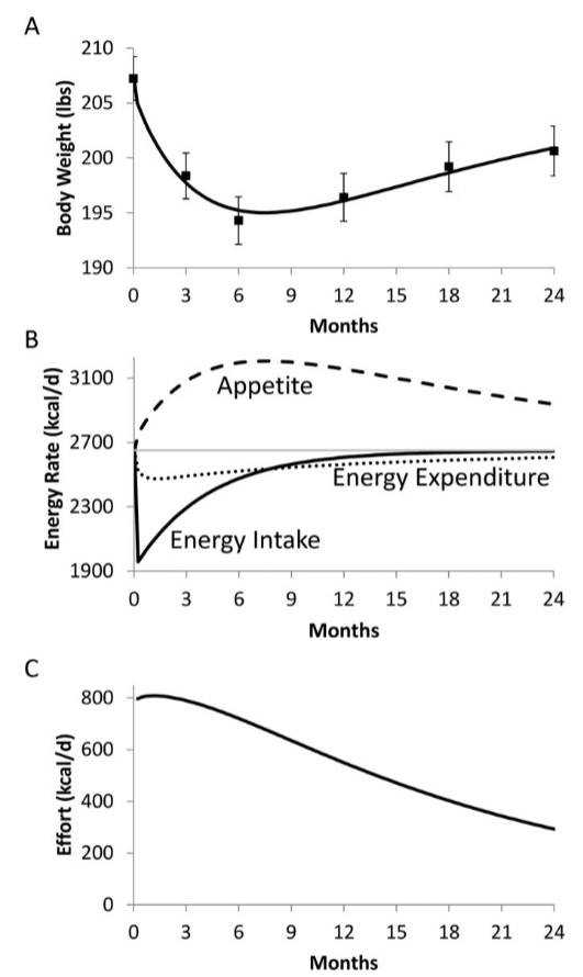 Dynamik der Energiebilanz während einer Lebensstilintervention zur Gewichtsabnahme: (A) Das durchschnittliche Körpergewicht (■) nimmt in der Regel ab und erreicht nach 6 bis 8 Monaten einer Lebensstilintervention ein Plateau, gefolgt von einer langsamen Gewichtszunahme. (B) Der Energieverbrauch ändert sich während der Intervention relativ wenig (gepunktete Kurve), während die Energiezufuhr (durchgezogene Kurve) anfänglich stark abnimmt, gefolgt von einer exponentiellen Rückkehr zum Ausgangswert (dünne horizontale graue Linie). Die proportionale Rückkopplung zum Körpergewichtsverlust führt zu einem starken Anstieg des Appetits (gestrichelte Kurve), der durch den Versuch, die Intervention aufrechtzuerhalten, unterdrückt wird. (C) Die durchschnittliche Anstrengung während Intervention wurde definiert als die Differenz zwischen dem gesteigerten Appetit und der tatsächlichen Energieaufnahme. Ein erheblicher Aufwand bleibt während der Intervention bestehen, trotz Rückkehr zur Energiezufuhr nahe dem Ausgangswert. Mittelwert 695% CI. (Bildquelle: Polidori et al., 2016)