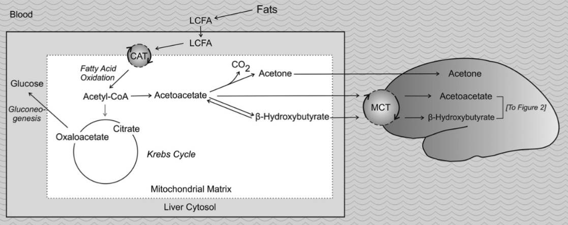 Veränderungen im Intermediärstoffwechsel während einer fettreichen, kohlenhydratarmen ketogenen Diät, die zur Bildung von Ketonkörpern führen: Die ketogene Ernährung liefert hohe Mengen an langkettigen Fettsäuren und ist arm an Kohlenhydraten, so dass die Verfügbarkeit von Glukose stark eingeschränkt ist. Der Bedarf an Serumglukose führt dazu, dass Oxalacetat aus dem Krebszyklus in den Weg der Gluconeogenese verlagert wird, einen mehrstufigen Prozess, der eine Umkehrung der Glykolyse ist. Infolge des verminderten Oxalacetats kann der Krebszyklus die hohen Acetyl-CoA-Mengen, die aus dem Fett entstehen, nicht mehr verarbeiten. Stattdessen wird Acetyl-CoA nun in den Ketonkörper Acetoacetat umgewandelt, der spontan zu Aceton abgebaut wird. Acetoacetat wird zudem auch enzymatisch in - Hydroxybutyrat umgewandelt - und zwar in einer reversiblen Reaktion, die durch das NADH-abhängige mitochondriale Enzym - Hydroxybutyrat-Dehydrogenase - katalysiert wird. Ketonkörper sind alternative Energiesubstrate für das Gehirn. Nicht alle Zwischenprodukte des Krebszyklus sind im Schema dargestellt. CAT = Carnitin-Acylcarnitin-Translokase; LCFA = Langkettige Fettsäuren; MCT = Monocarbonsäuretransporter. (Bildquelle: Hartman et al., 2007)