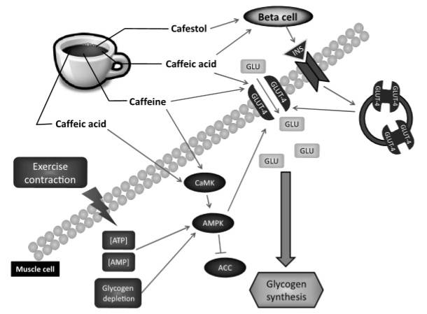 Muskelglykogensynthese unter dem Einfluss von Kaffee-Inhaltsstoffen, körperlicher Betätigung oder einem Glykogenabbaureiz. Diese schematische Darstellung zeigt die bekannten Auswirkungen der im Kaffee enthaltenen Substanzen auf die Muskelglykogensynthese und auf die Betazelle der Bauchspeicheldrüse. Die Informationen stammen aus in vitro und in vivo Studien. Die Inhaltstoffe Kaffeesäure und Koffein haben eine positive Wirkung auf die Translokation des Glukoserezeptors, die Phosphorylierung und Aktivierung von CaMK, die Phosphorylierung und Aktivierung von AMPK, sowie die Phosphorylierung und Inaktivierung von ACC in Muskelzellen. Cafestol und Kaffeesäure haben eine positive Stimulation der Insulinsekretion aus den Betazellen. Es gibt zudem auch eine positive Wirkung von Bewegung, Kontraktion und Glykogenabbau auf die AMPK-Phosphorylierung und Aktivierung in den Muskelzellen. GLU = Glukose; INS = Insulin; GLUT-4 = Glukose-Transporter 4; CaMK = Ca2+/Calmodulin-abhängige Proteinkinase; AMPK = Adenosin-Monophosphat-Proteinkinase; ACC = Acetyl-CoA-Carboxylase. (Bildquelle: Loureiro et al., 2018)