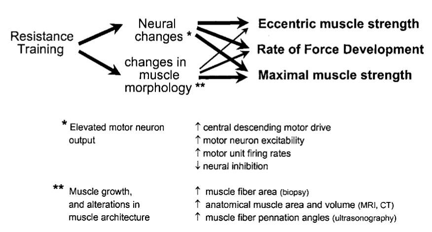 Widerstandstraining kann adaptive Veränderungen in der Funktion des Nervensystems, sowie Veränderungen in der Morphologie und Architektur der trainierten Muskeln bewirken. Insbesondere spielen neuronale Anpassungsmechanismen eine wichtige Rolle für die trainingsinduzierte Steigerung der maximalen exzentrischen Kraft und der kontraktilen Kraftentwicklungsrate (RFD). Ein Widerstandstraining, welches auf die Maximierung der neuronalen Komponenten abzielt, führt zu einer Steigerung der Muskelkraft ohne oder mit nur geringer Zunahme der Muskel- und Körpermasse, was bestimmten Personen und Sportlern (z. B. Langstreckenläufern, Triathleten, Radfahrern) zugute kommt. Ein Training, welches sowohl zu einer verbesserten Nervenfunktion als auch zu einer Zunahme der Muskelmasse führt, kommt nicht nur explosiven Sportlern zugute, sondern auch älteren Menschen, da es für gebrechliche ältere Menschen ein wirksames Mittel zur Verbesserung der täglichen körperlichen Funktion. (Bildquelle: Aagaard, 2003)