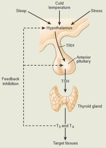T3 und T4 werden über einen negativen Rückkopplungs-Mechanismus ausgeschüttet, an dem der Hypothalamus, die vordere Hypophyse und die Schilddrüse beteiligt sind. Als Reaktion auf bestimmte Reize, wie z.B. kalte Temperaturen und Stress, schüttet der Hypothalamus Thyreotropin-Releasing-Hormon (TRH) aus, welches den Hypophysenvorderlappen zur Ausschüttung von TSH veranlasst. TSH regt dann die Schilddrüse zur Produktion und Freisetzung von Schilddrüsenhormonen an. Wenn die zirkulierenden T3- und T4-Spiegel niedrig sind, wird vermehrt TSH ausgeschüttet. Umgekehrt, wenn zirkulierende Spiegel der Schilddrüsenhormone erhöht, wird die Freisetzung von TSH gehemmt. (Bildquelle: Crawford & Harris, 2012)