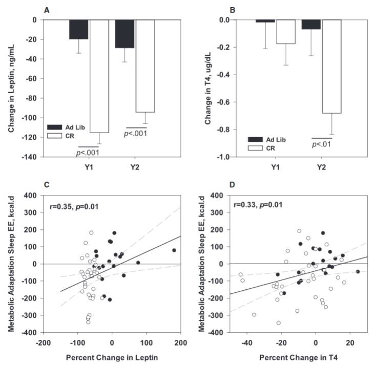 Veränderungen von Leptin und Thyroxin sowie des Zusammenhangs zwischen der metabolischen Anpassung beim nächtlichen Energieverbrauch (SleepEE): Ein Vergleich der Veränderungen bei den potenziellen Mediatoren der metabolischen Anpassung, A.) Leptin und B.) Thyroxin (T4), sowie C.) die Assoziation zwischen der metabolischen Anpassung bei SleepEE mit der prozentualen Veränderung der Leptin-Konzentrationen im 1. Jahr (Y1) und D.) der prozentualen Veränderung der Thyroxin-Konzentrationen (T4) im 2. Jahr (Y2). CR = Kalorienrestriktion (□); Ad Lib = Kontrollgruppe (■). (Bildquelle: Redman et al., 2018)