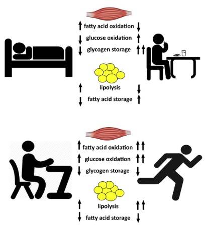 Zusammenfassung der Veränderungen des Energiesubstrat-Stoffwechsels im Skelettmuskel und im Fettgewebe während der Schlaf-, Fasten-, Ernährungs-, Ruhe- und Belastungsphasen (in gesunden Individuen): Der Skelettmuskel wechselt von höheren Fettsäure-Oxidationsraten während des Schlafs/nach der Resorption zu einer stärkeren Oxidation und Speicherung von Glukose nach der Nahrungsaufnahme und zu einer geringeren Fettsäure-Oxidation. Das Fettgewebe wechselt dagegen von höheren Lipolyseraten [Fettsäurefreisetzung] zu einer Unterdrückung der Lipolyse und Fettspeicherung während des Übergangs vom Fasten zur Nahrungsaufnahme. In der Zeit zwischen Ruhe und Bewegung erhöht die Skelettmuskulatur die Fettsäure- und Glukoseoxidation, um den höheren Energiebedarf zu decken, während die Lipolyse im Fettgewebe drastisch erhöht wird. (Bildquelle: Goodpaster & Sparks, 2017)