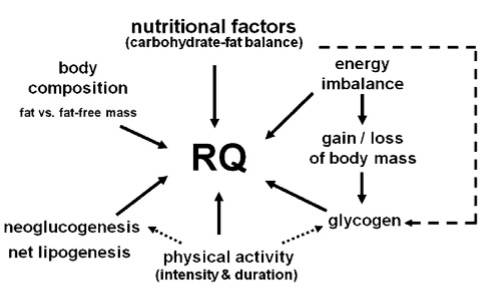 Verschiedene endogene und exogene Faktoren, welche den Respirationsquotienten (RQ = VCO2 /VO2 ) beeinflussen: Die stärksten Faktoren sind ernährungsbedingt, d.h. die Menge und der Anteil der Makronährstoffe in der Ernährung, sowie das Ausmaß, in dem große chronische Energie- und Substratungleichgewichte bestehen (sowohl positiv, als auch negativ). (Bildquelle: Melzer et al., 2014)