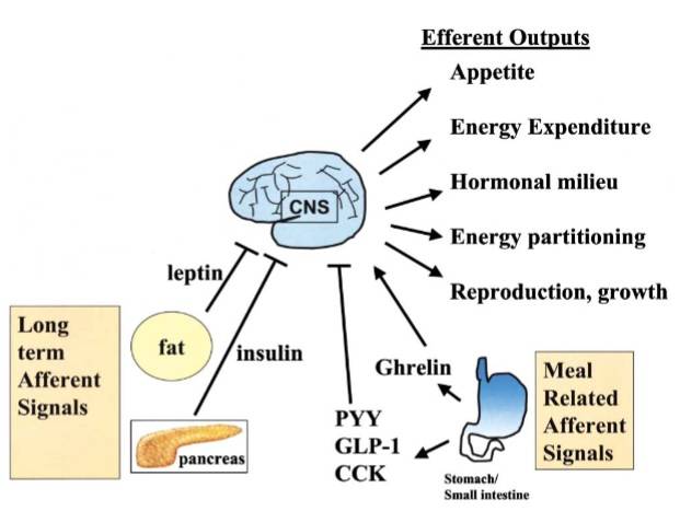 Komponenten des Energiehaushaltssystems: Das Energiebilanzsystem umfasst langfristige afferente Signale aus dem Fettgewebe (Leptin) und den Zellen der Bauchspeicheldrüse (Insulin), sowie kurzfristige, mahlzeitenbezogene afferente Signale aus dem Darm, einschließlich der Hemmstoffe der Nahrungsaufnahme (PYY, GLP-1 und CCK) und des Stimulators der Nahrungsaufnahme (Ghrelin). Diese Inputs werden im Gehirn integriert und verarbeitet. Efferente Ausgänge regulieren den Appetit, den Energieverbrauch, das hormonelle Milieu, die Energieverteilung, sowie den Status von Reproduktion und Wachstum. (Bildquelle: Flier et al., 2004)