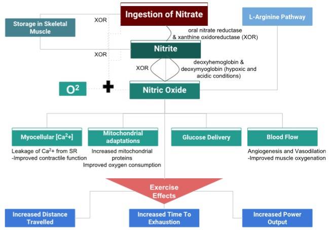 Potenzielle Mechanismen der Wirkung von Nitrat auf die sportliche Leistung. (Bildquelle: Gao et al., 2021)