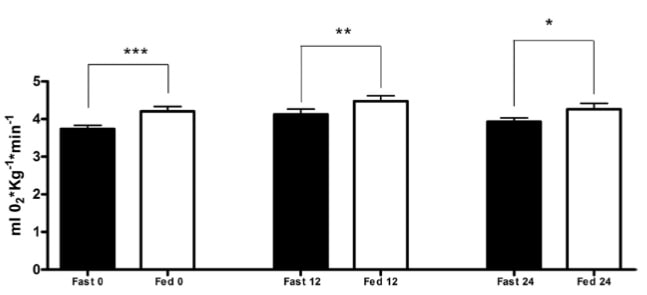 Unterschiede beim Sauerstoffverbrauch (VO2) zwischen dem Nüchtern-Training (schwarze Balken) und dem Training im genährten Zustand (weiße Balken) vor der Trainingseinheit, sowie 12 und 24 Stunden danach. * = p<0,05; ** = p<0,01; *** = p<0,001. (Bildquelle: Paoli et al., 2011)