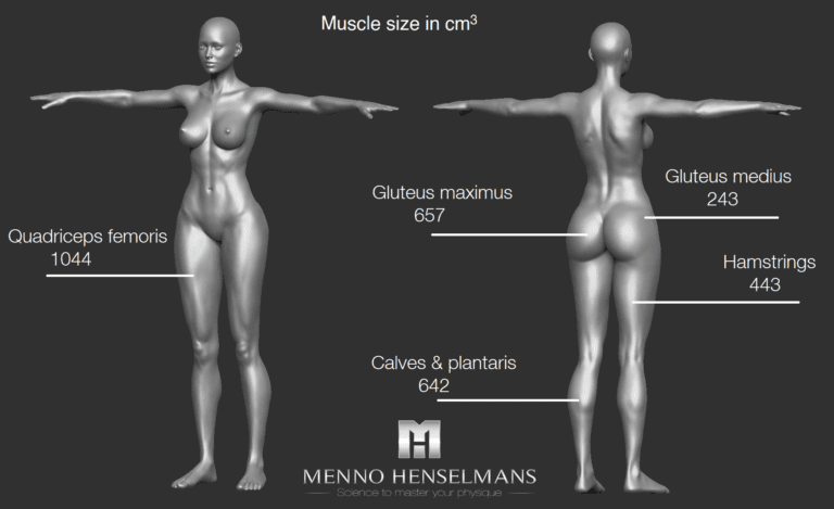 Die größten Muskeln im weiblichen Körper (in cm³). (Bildquelle: Henselmans, 2019)