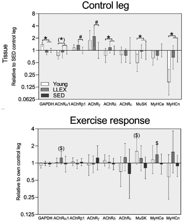 Gen-Expression aus entnommenen Muskelbiopsien im Kontrollbein sowie im trainierten Bein in der YOUNG- (n=15), LLEX- (n=16) und SED-Gruppe (n=15). Das Kontrollbein ist im Verhältnis zum SED-Kontrollbein und die Belastungsreaktion im Verhältnis zum eigenen Kontrollbein dargestellt. * = P