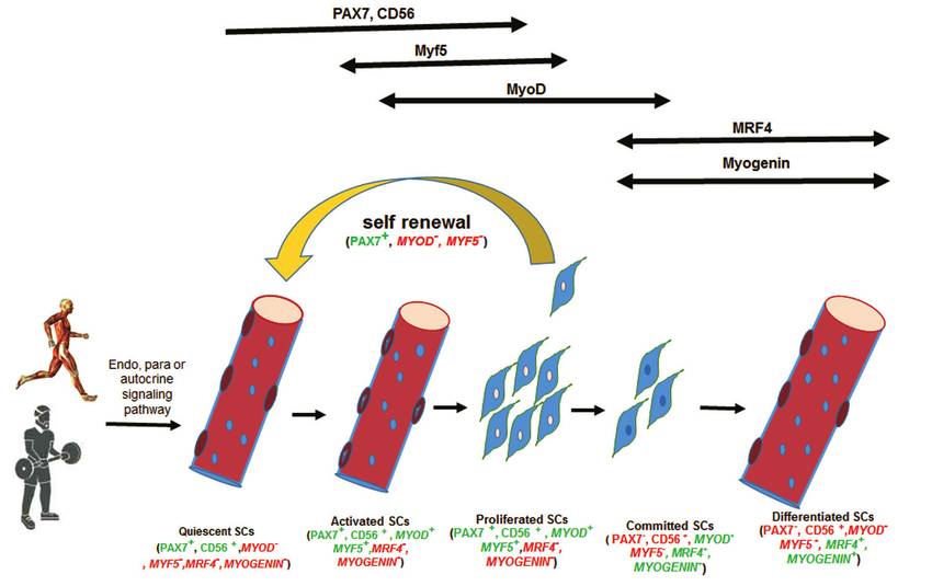 Die morphologischen und funktionellen Veränderungen von Satellitenzellen (SC) als Reaktion auf sportliche Betätigung: Widerstands- und Ausdauersport aktivieren die SC über endo-, para- oder autokrine Mechanismen aus einem Ruhezustand, in dem sie proliferieren, sich festlegen und differenzieren, um Myonuklei zu bereits vorhandenen Myofibrillen hinzuzufügen oder sich selbst zu erneuern, und dann in den Ruhezustand zurückkehren. In den frühen Stadien der myogenen Linie leiten PAX7, CD56 und Myf5 den Aktivierungs- und Proliferationsprozess ein, während in den späteren Stadien MRF4 und Myogenin durch die Kontrolle der terminalen Differenzierung eine wichtige regulatorische Rolle spielen (grüne Farbe). (Bildquelle: Bazgir et al., 2017)