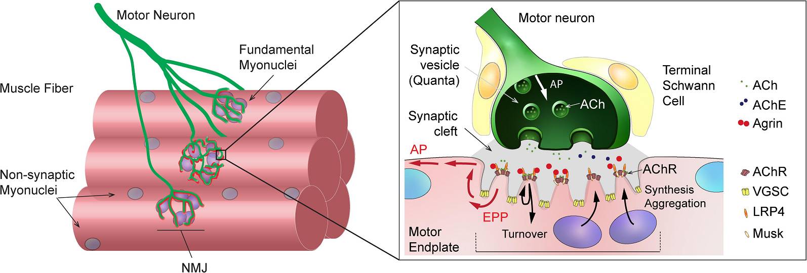 Allgemeine Organisation und Funktion der neuromuskulären Endplatte (NMJ) bei Säugetieren. Links: Schematische Darstellung eines motorischen Axons, das sich verzweigt und NMJs bildet, um Skelettmuskelfasern zu innervieren. Unterhalb der NMJ sind sub-synaptische (oder grundlegende) Kerne zu sehen. Rechts: Vergrößerte Ansicht der NMJ, die die kappenbildenden Schwann-Zellen in engem Kontakt mit dem Muskel und dem Axon, die Falten der Verbindungsstelle und die Anhäufung synaptischer Proteine an der postsynaptischen Muskelmembran, sowie die Freisetzung synaptischer Vesikel an der präsynaptischen Membran bei Eintreffen des Aktionspotenzials zeigt. Ach = Acetylcholin; AChE = Acetylcholinesterase; AChR = Acetylcholinrezeptor; AP = Aktionspotential; EPP = Endplattenpotential; LRP4 = LDL Receptor Related Protein 4; VGSC = Spannungsabhängiger Natriumkanal. (Bildquelle: Castets et al., 2020)