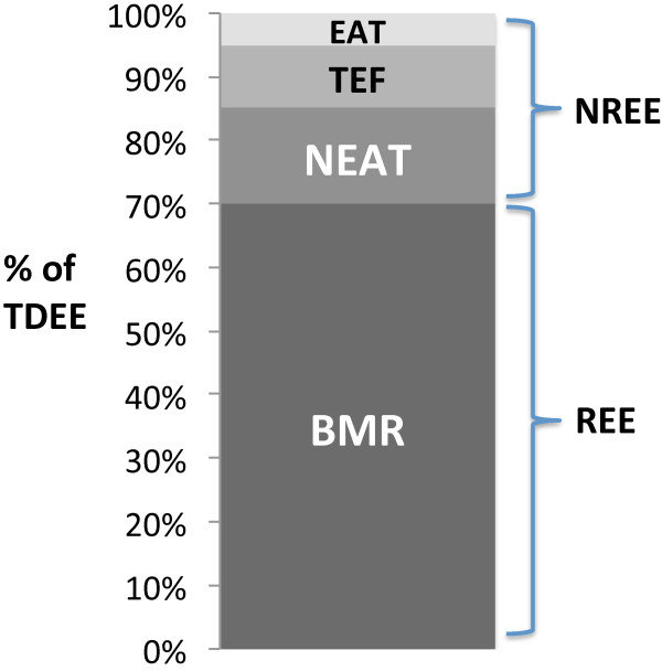 Komponenten des täglichen Gesamtenergieverbrauchs (TDEE). BMR = Grundumsatz; NEAT = Thermogenese bei Nicht-Bewegungsaktivität; TEF = Thermischer Effekt der Nahrung; EAT = Thermogenese bei Bewegungsaktivität; REE = Ruhe-Energieverbrauch; NREE = Nicht-Ruhe-Energieverbrauch. (Bildquelle:  Trexler et al., 2014)