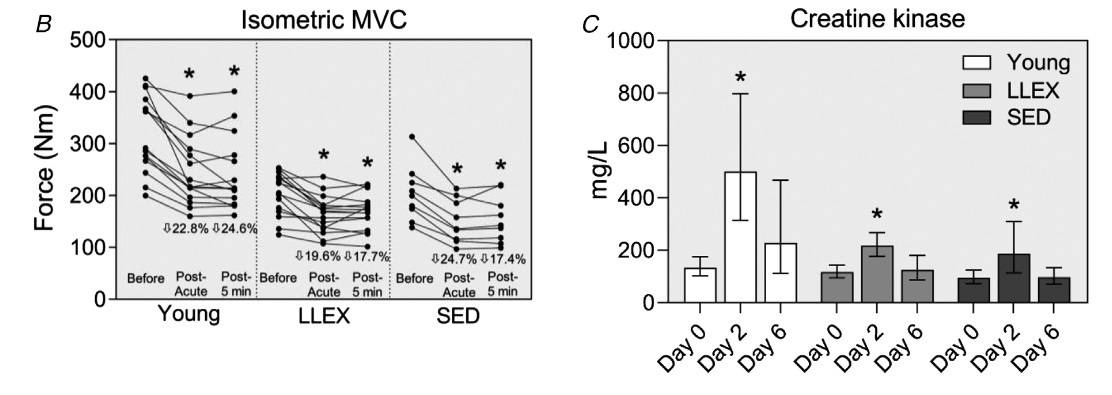 Isometrische MVC, dargestellt als Einzelwerte, vor, unmittelbar nach dem Training und nach einer 5-minütigen Ruhephase. YOUNG (n= 15), LLEX (n=16) und SED (n=9). Creatin Kinase Werte wurden an den Tagen 0, 2 und 6 gemessen und ist als geometrischer Mittelwert mit 95% CI angegeben. YOUNG (n=15), LLEX (n=15) und SED (n=14): n= 15 (jung), 15 (LLEX) und 14 (SED). MVC = Maximale willentliche Kontraktion. (Bildquelle: Soendenbroe et al., 2022)