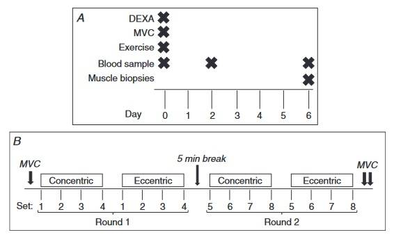 Studiendesign und Trainingsprotokoll: A.) Drei Laborbesuche über 7 Tage verteilt, mit Angabe des Zeitpunkts der Übung, der Blutproben und der Biopsien. B.) Einseitiger Durchgang einer schweren Widerstandsübung, die bei Besuch 1 durchgeführt wurde. Zwei Runden, getrennt durch eine 5-10-minütige Pause, jeweils bestehend aus vier Sätzen konzentrischer und vier exzentrischer isokinetischer Kontraktionen. Die erste, fünfte und zehnte konzentrische Wiederholung und die erste, dritte und fünfte exzentrische Wiederholung jedes Satzes wurden als Stichproben genommen. Willentliche Maximalkontraktionen (MVC) wurden vor und unmittelbar nach dem Training, sowie nach einer 5-minütigen Pause durchgeführt. DEXA = Dual-Röntgen-Absorptiometrie; MVC = Maximale, willentliche Kontraktion. (Bildquelle: Soendenbroe et al., 2022)